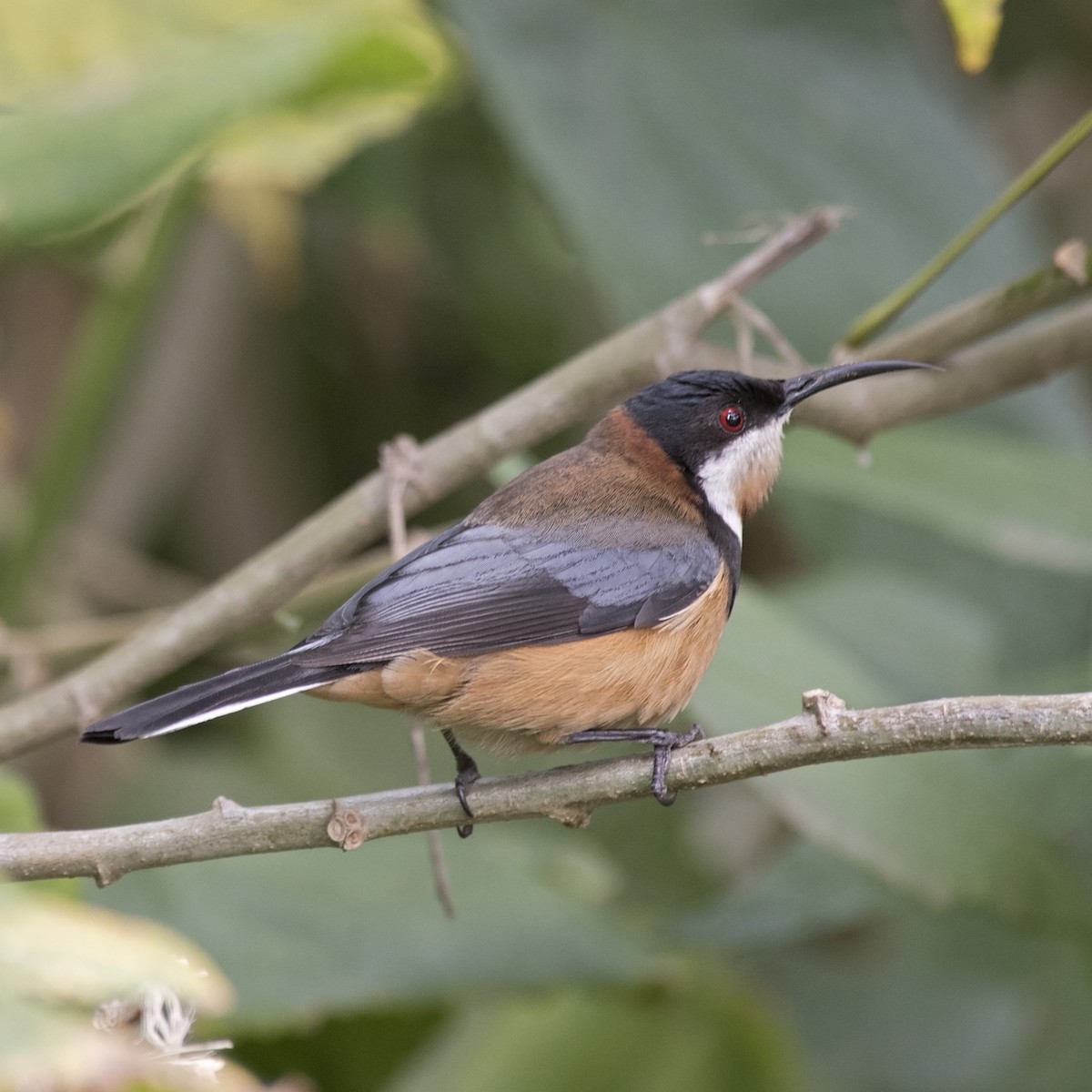 Eastern Spinebill - Dan Forster