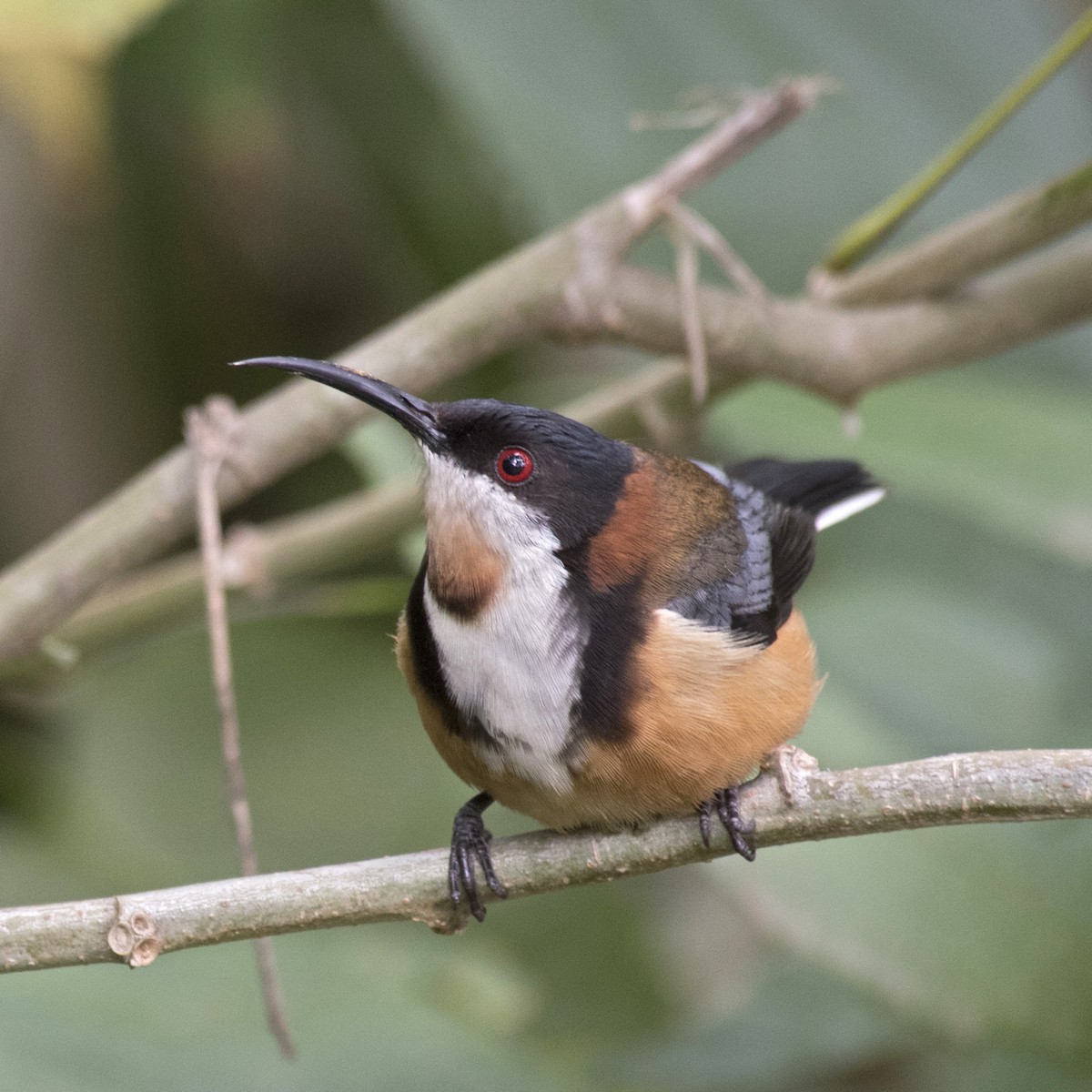 Eastern Spinebill - ML185017711