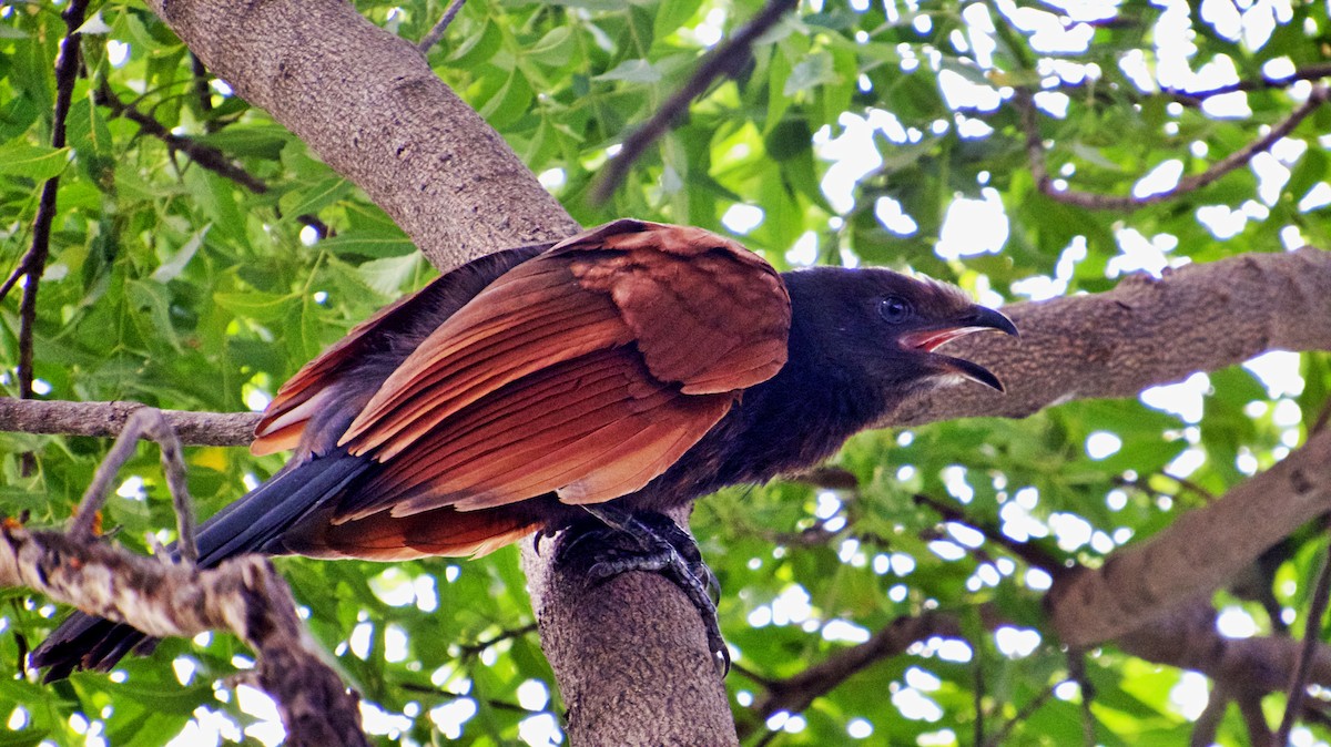 Greater Coucal - ML185018131
