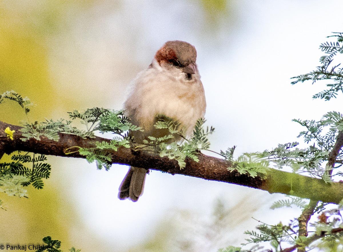 Sind Sparrow - Dr. Pankaj Chibber