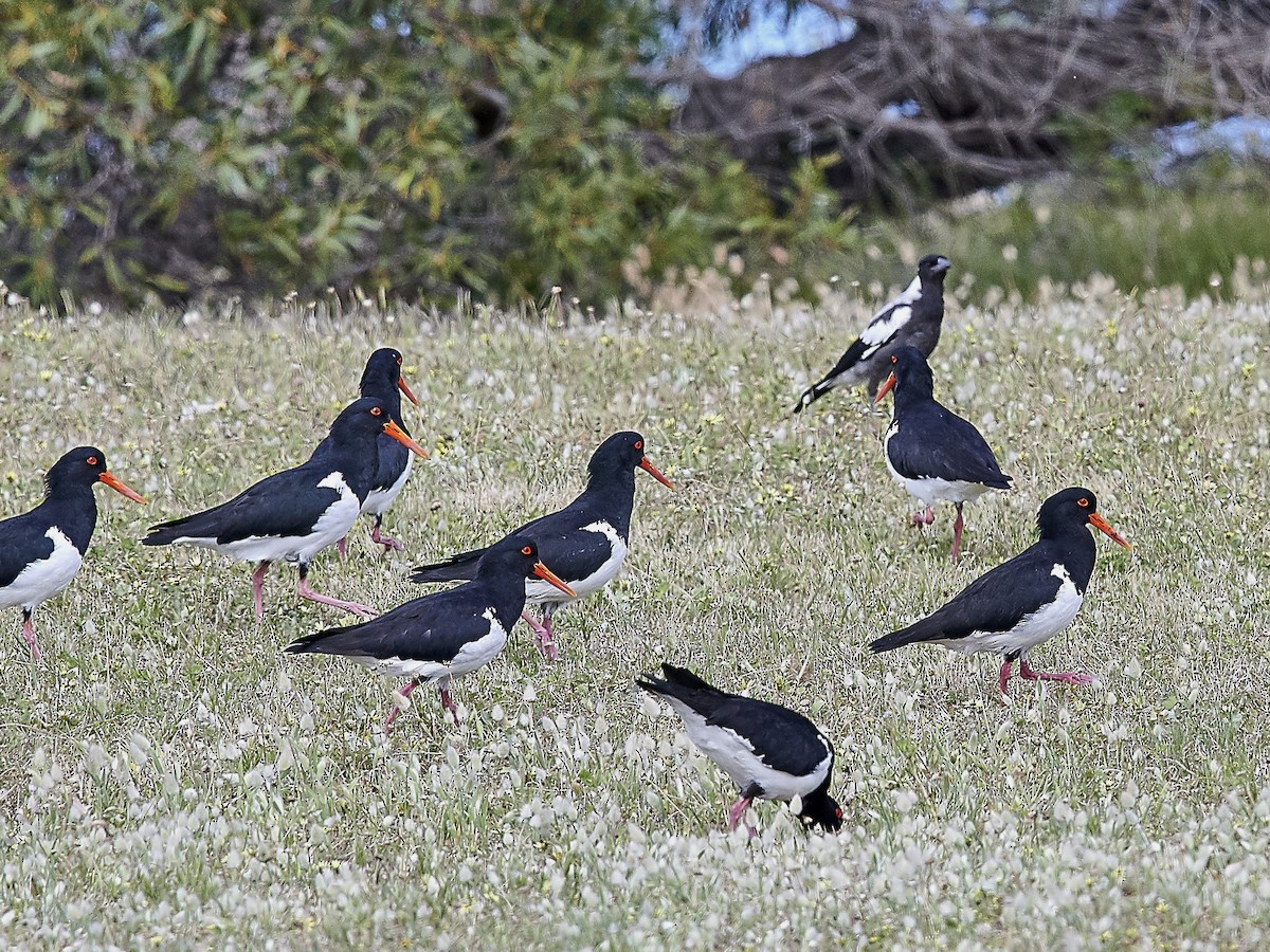 Pied Oystercatcher - Gary & Robyn Wilson