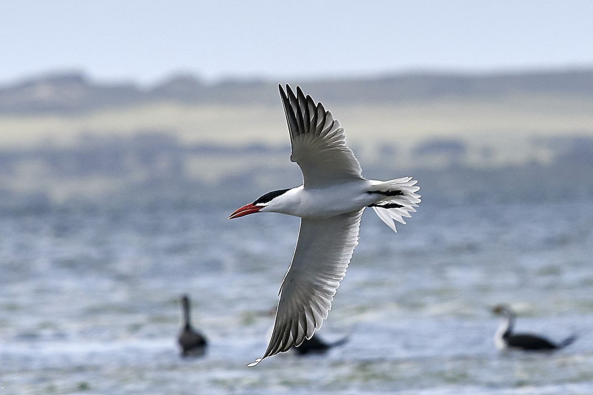 Caspian Tern - Gary & Robyn Wilson