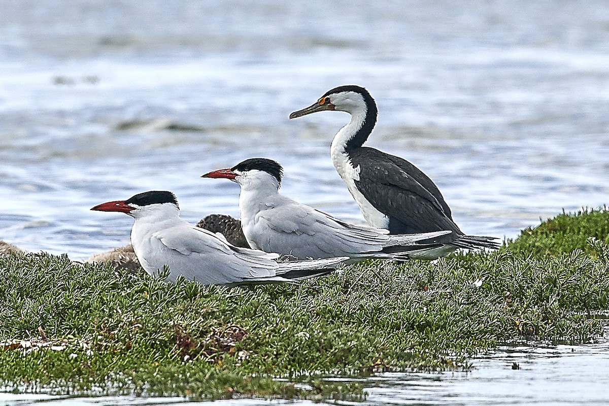 Caspian Tern - ML185021641