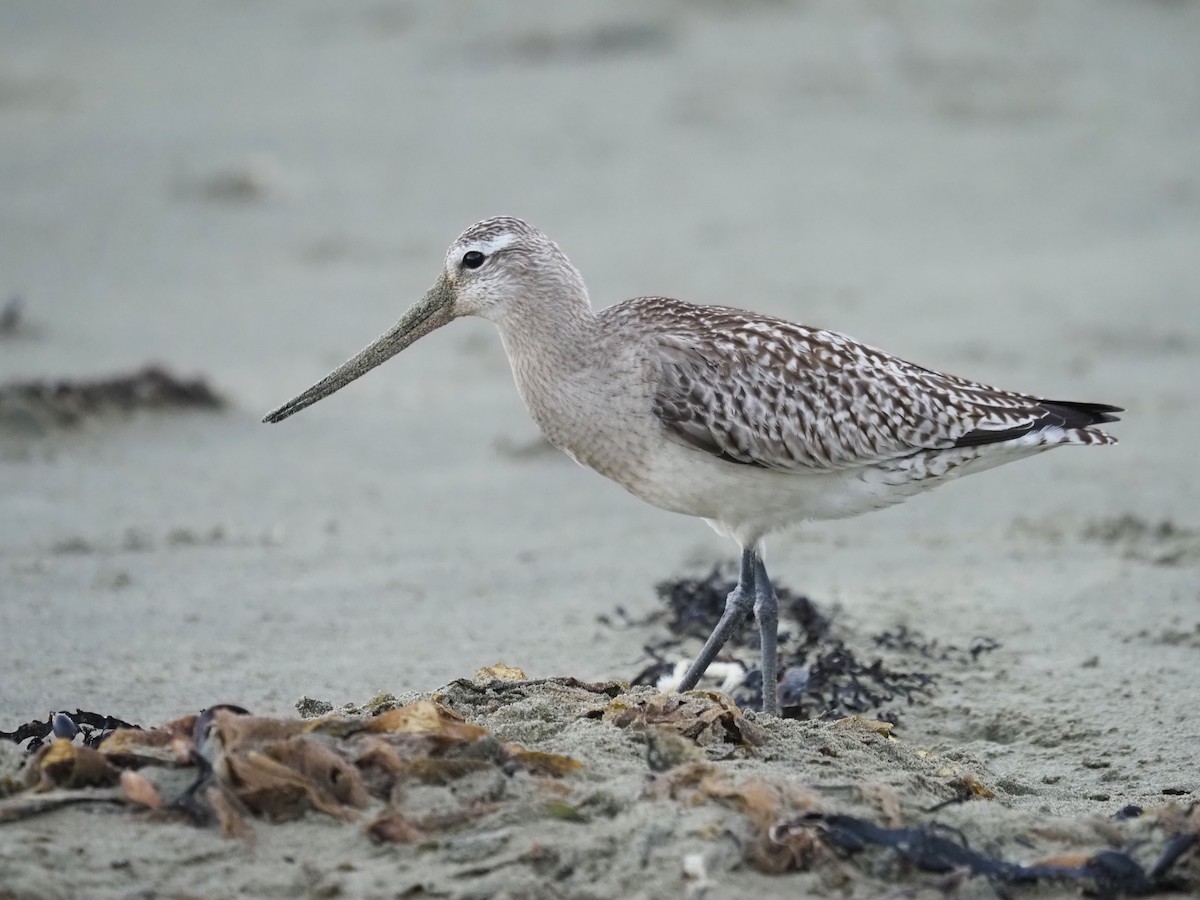 Bar-tailed Godwit - ML185022581