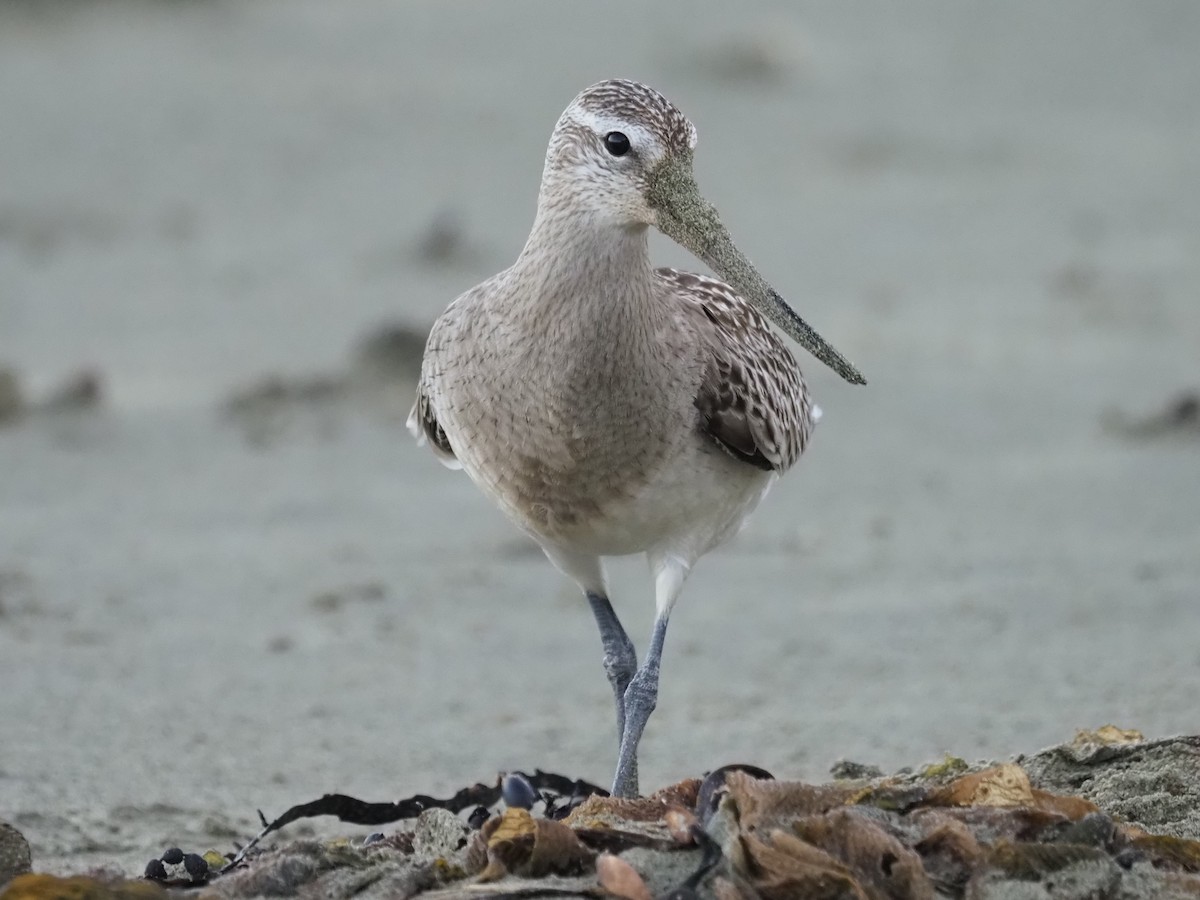 Bar-tailed Godwit - ML185022611