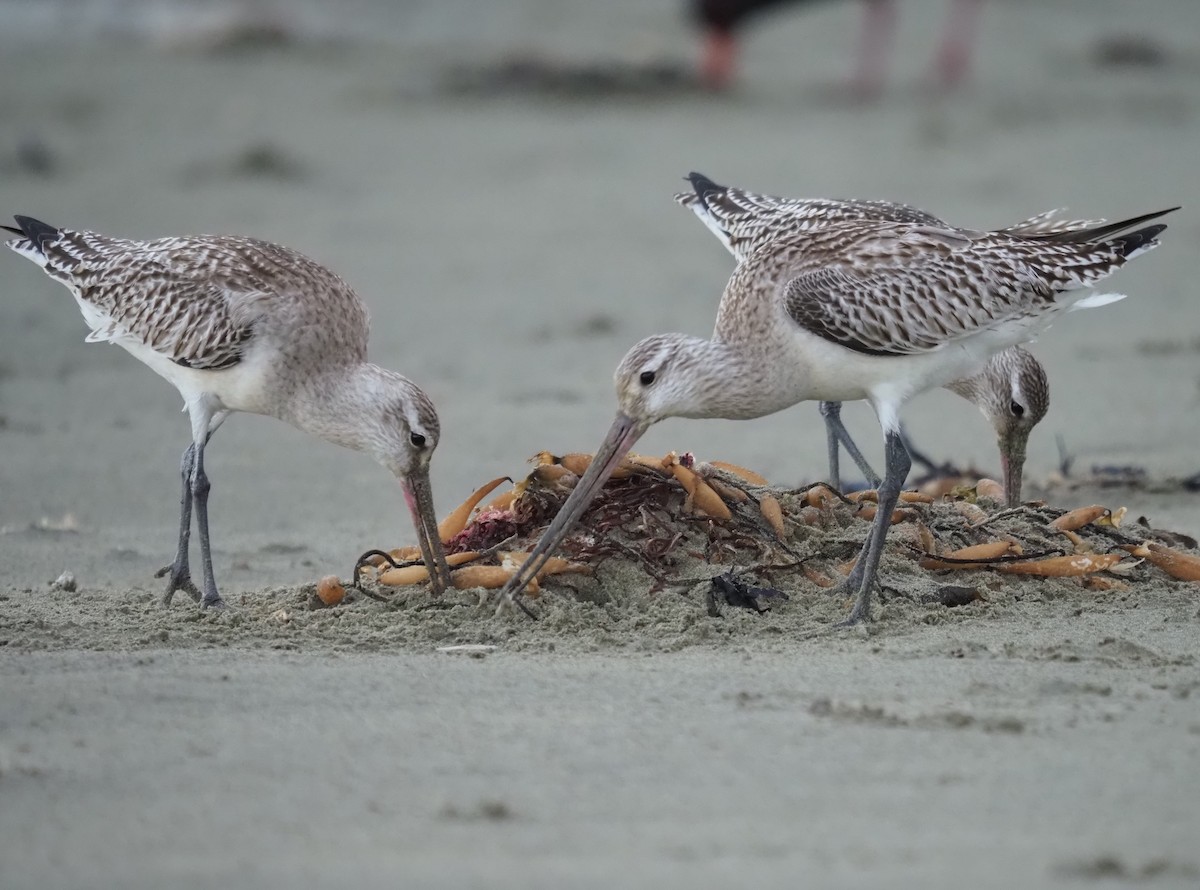 Bar-tailed Godwit - Sue North