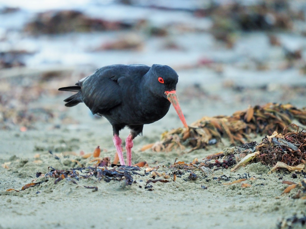 Variable Oystercatcher - ML185023261