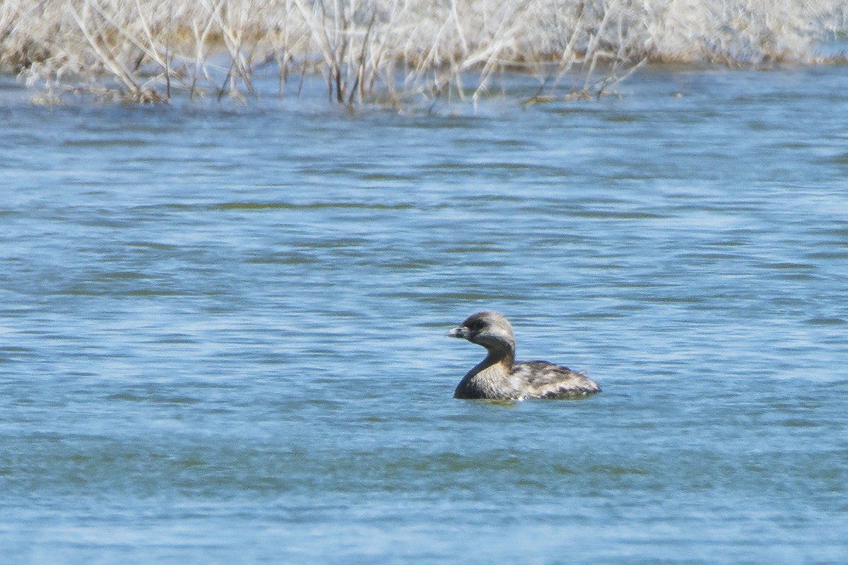 Pied-billed Grebe - ML185023361