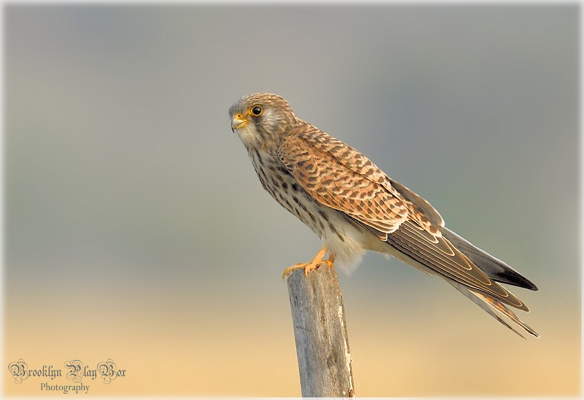 bird sp. - Suman Bhattacharjee