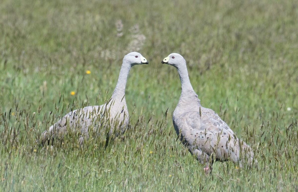 Cape Barren Goose - ML185024661