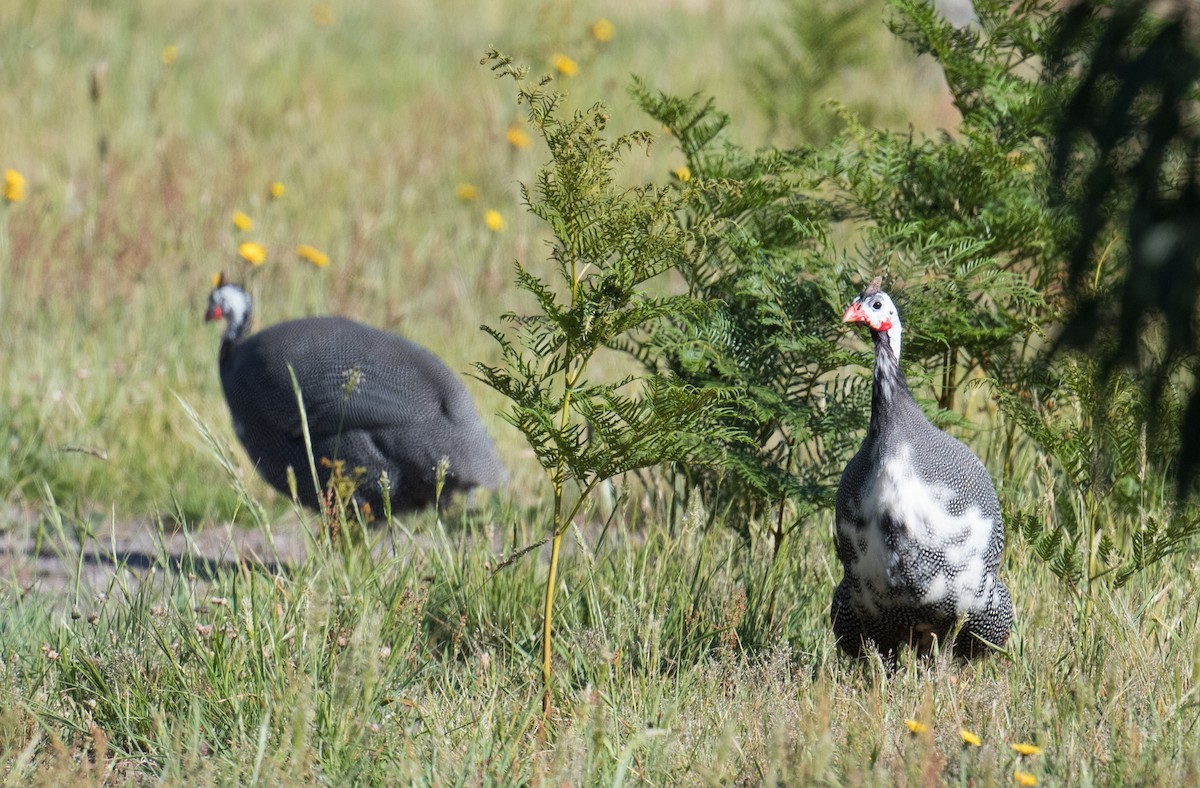 Helmeted Guineafowl (Domestic type) - ML185024701