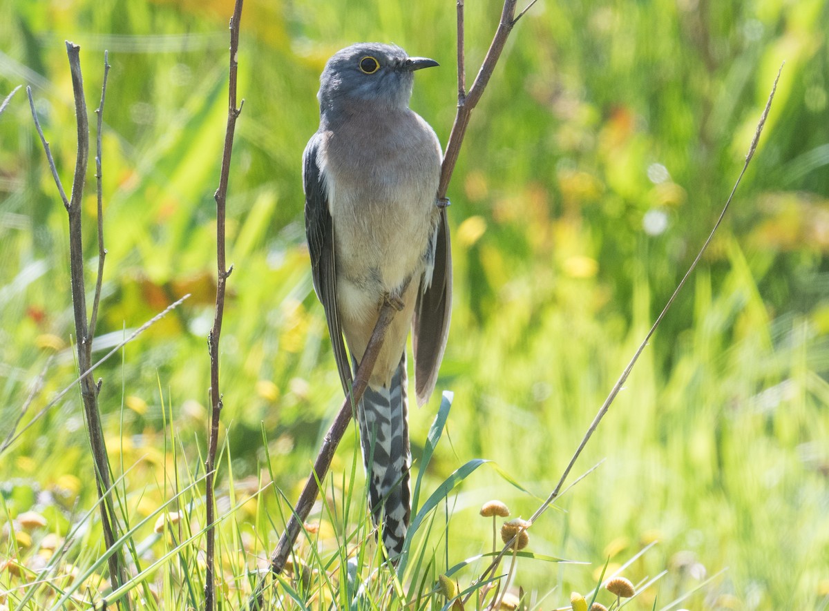 Fan-tailed Cuckoo - ML185024881