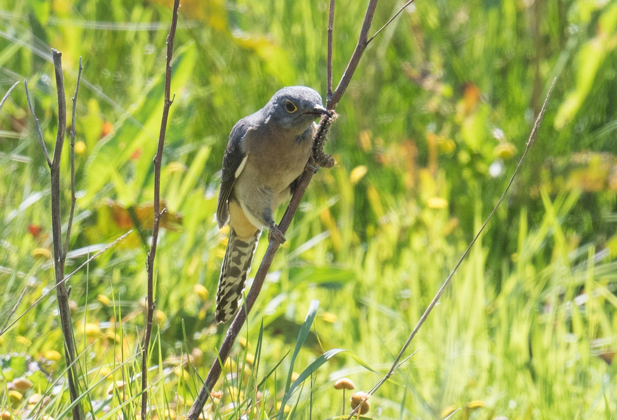 Fan-tailed Cuckoo - ML185024921
