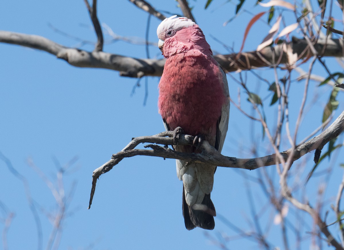 Galah - ML185024961