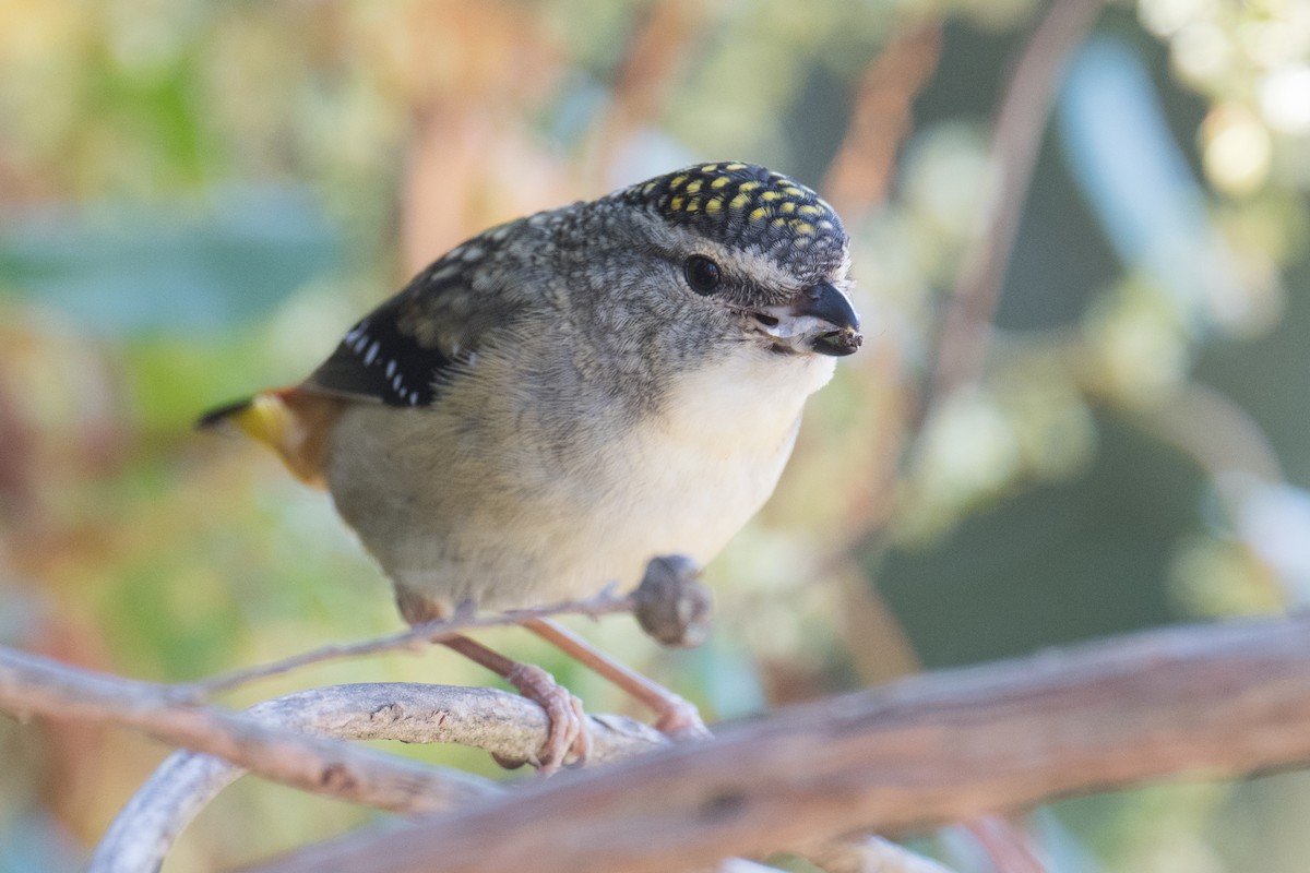Spotted Pardalote - ML185024991