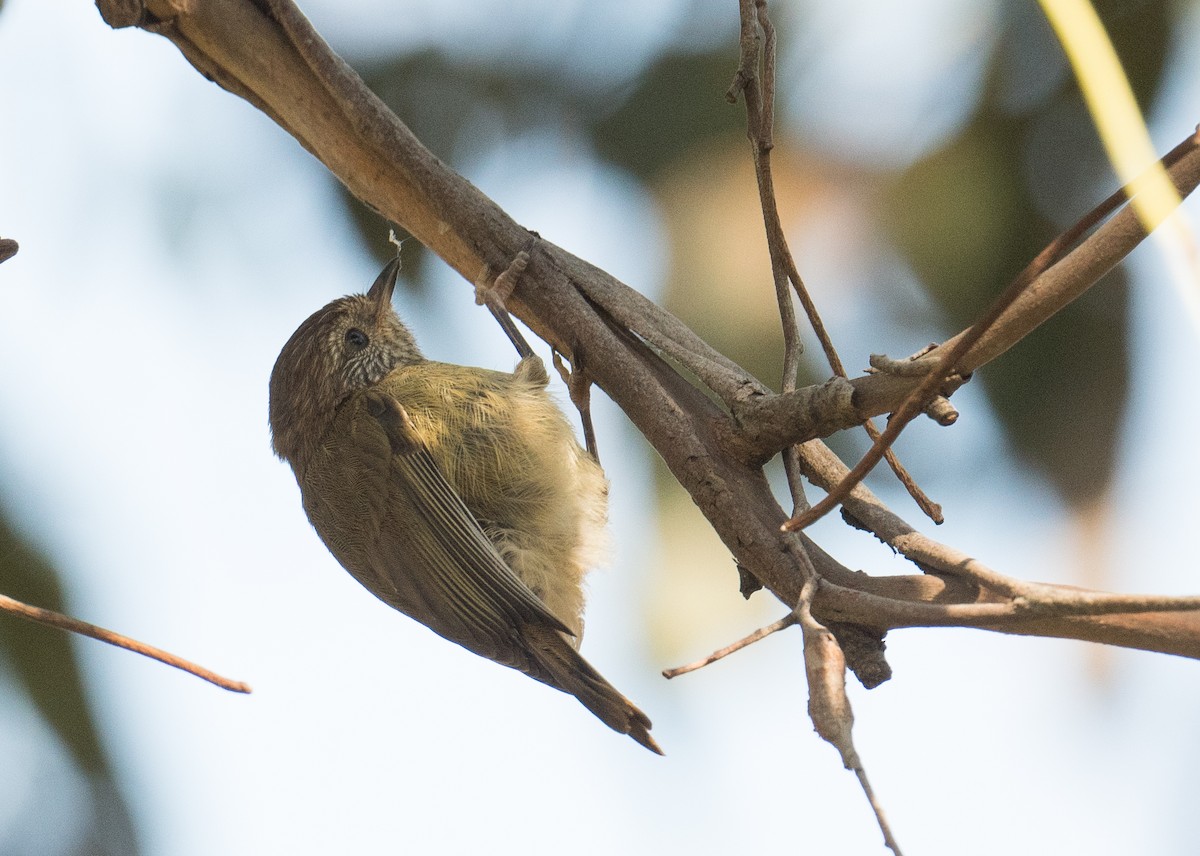 Striated Thornbill - ML185025051