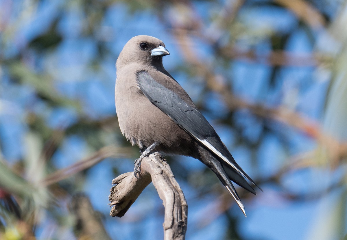 Dusky Woodswallow - ML185025081
