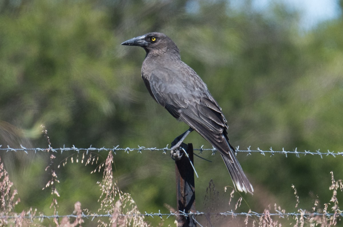 Gray Currawong - ML185025101