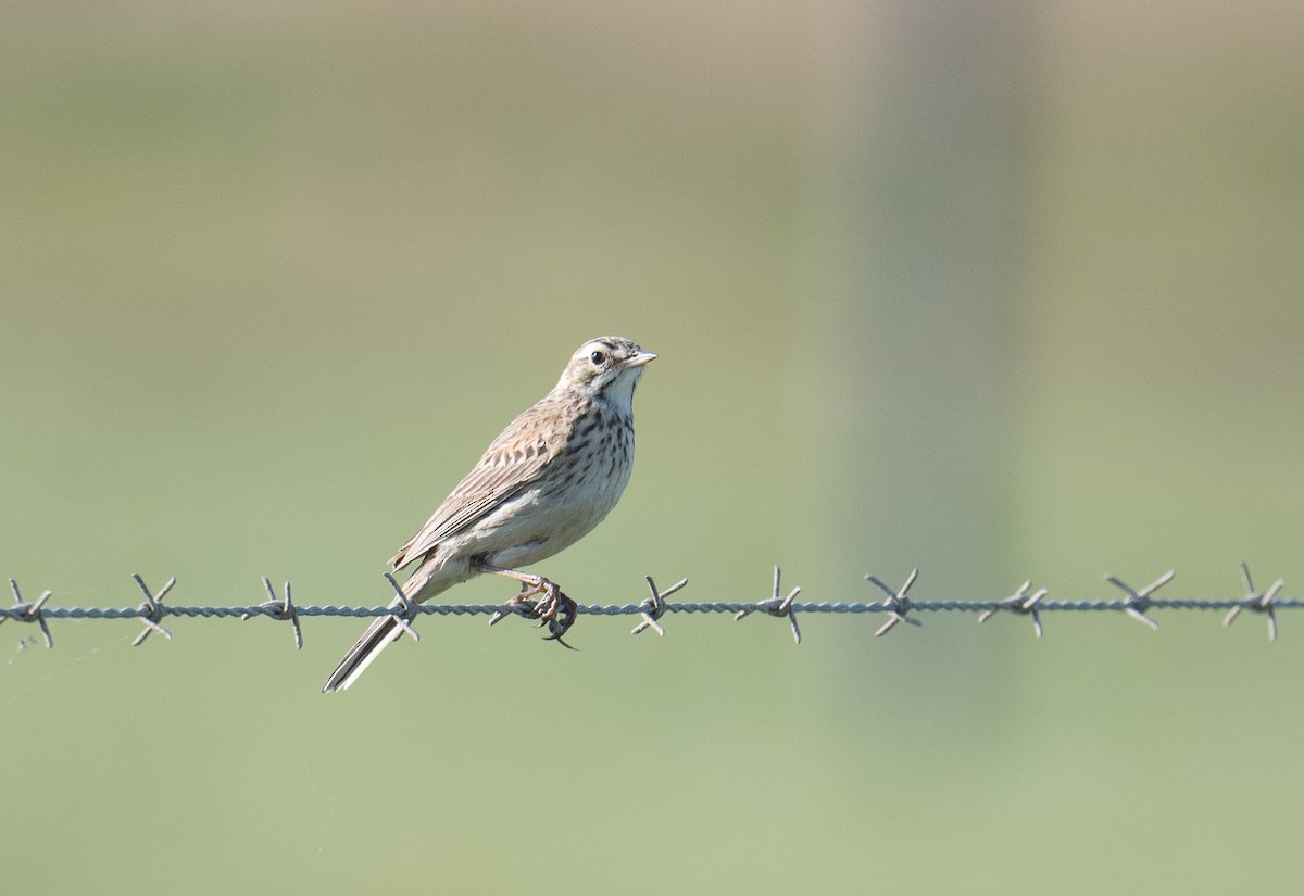 Australian Pipit - ML185025161