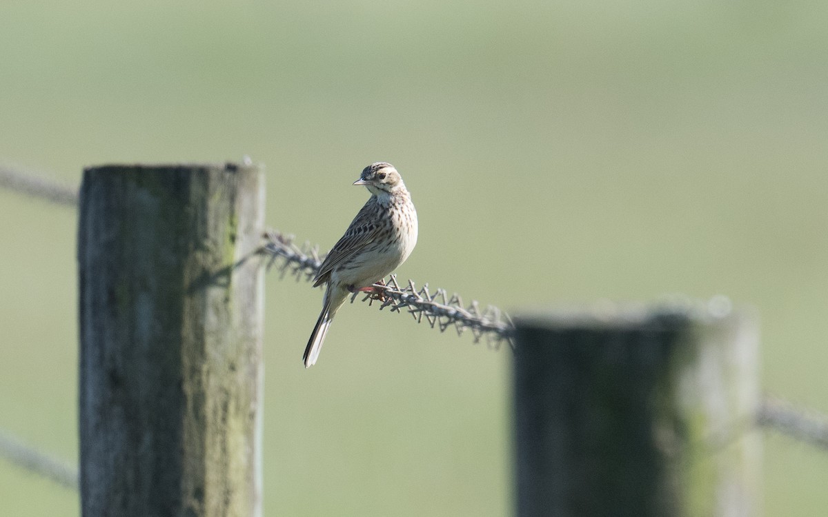 Australian Pipit - ML185025191