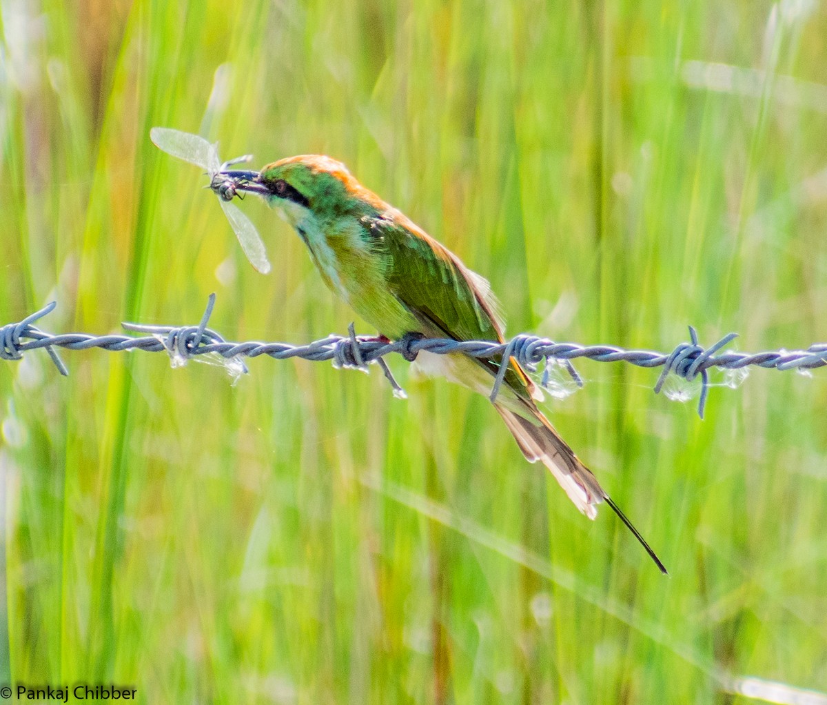 Asian Green Bee-eater - ML185025281