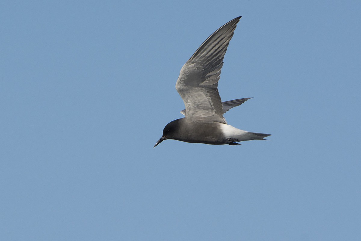 Black Tern - ML185025941