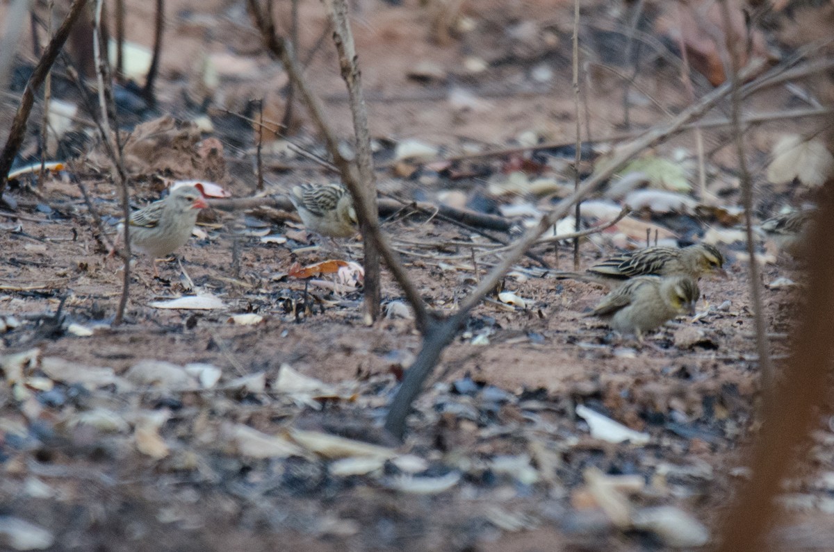 Red-billed Quelea - ML185026891