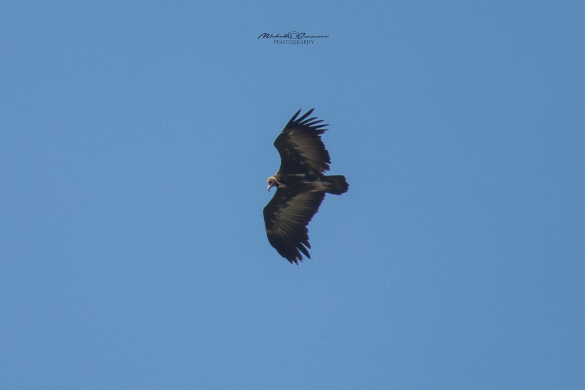 Hooded Vulture - ML185029521