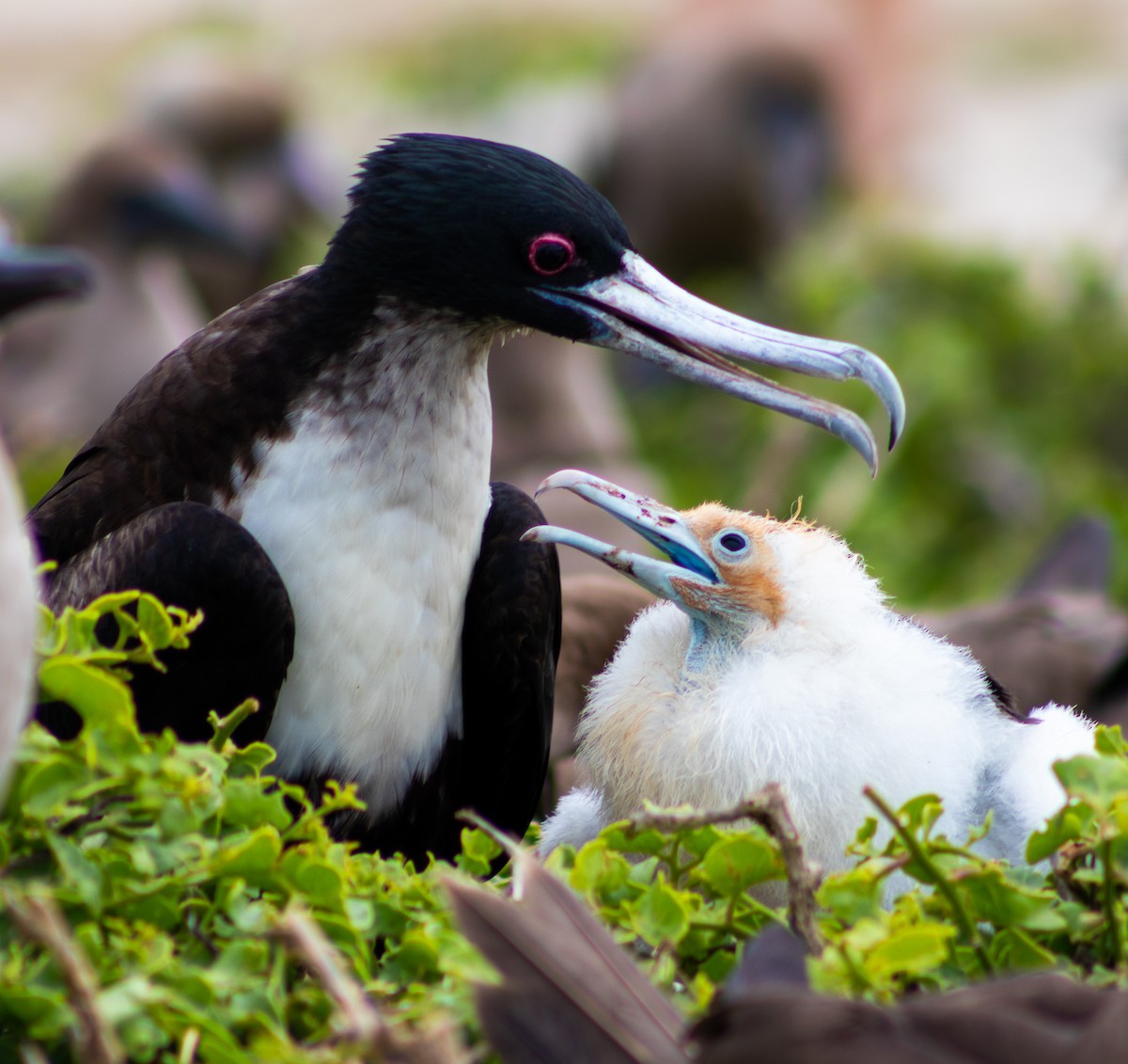 Great Frigatebird - ML185030561