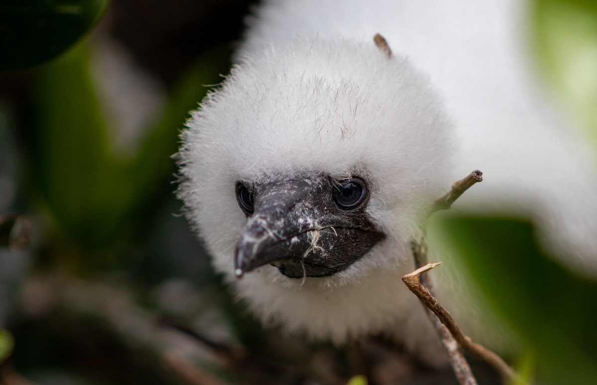 Red-footed Booby - ML185030691