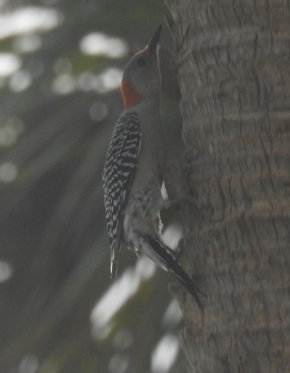 Red-bellied Woodpecker - ML185030901