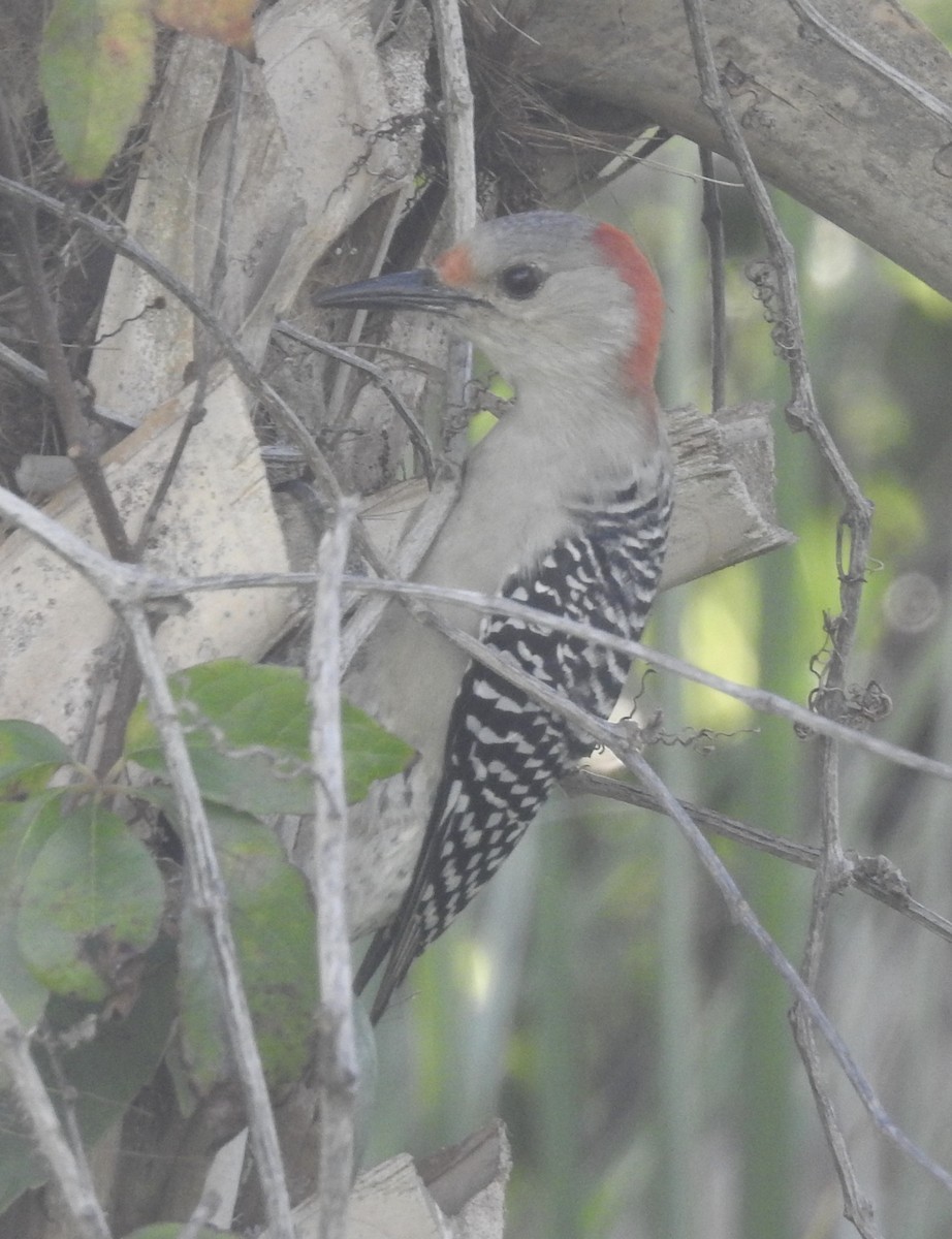 Red-bellied Woodpecker - ML185030911
