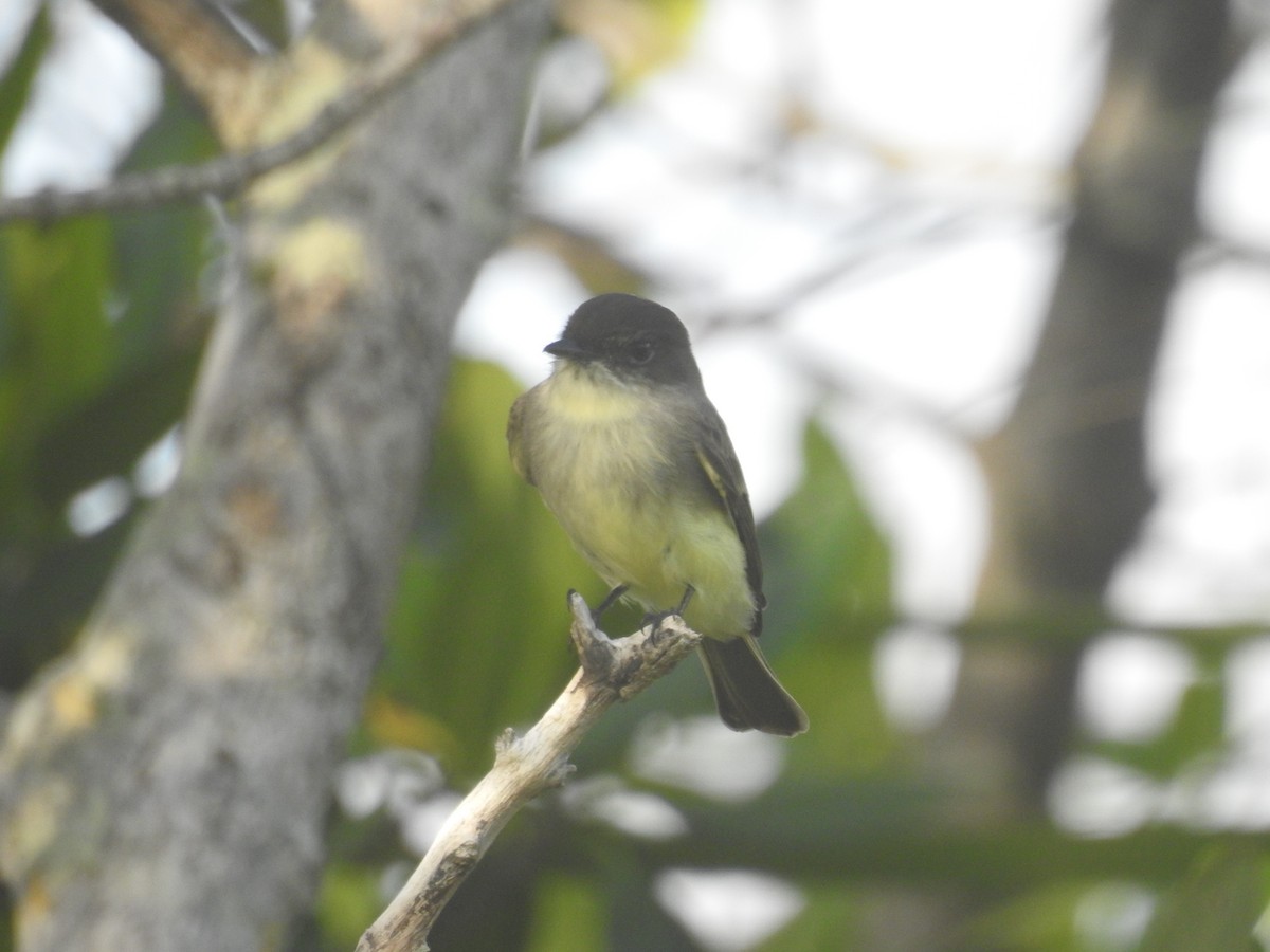 Eastern Phoebe - ML185030941