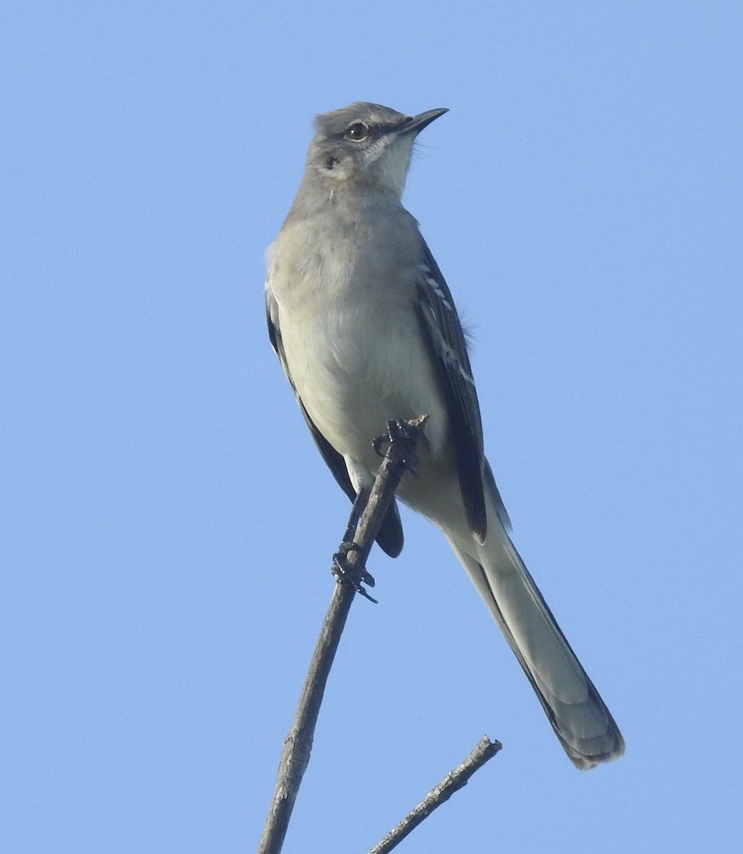 Northern Mockingbird - ML185030951