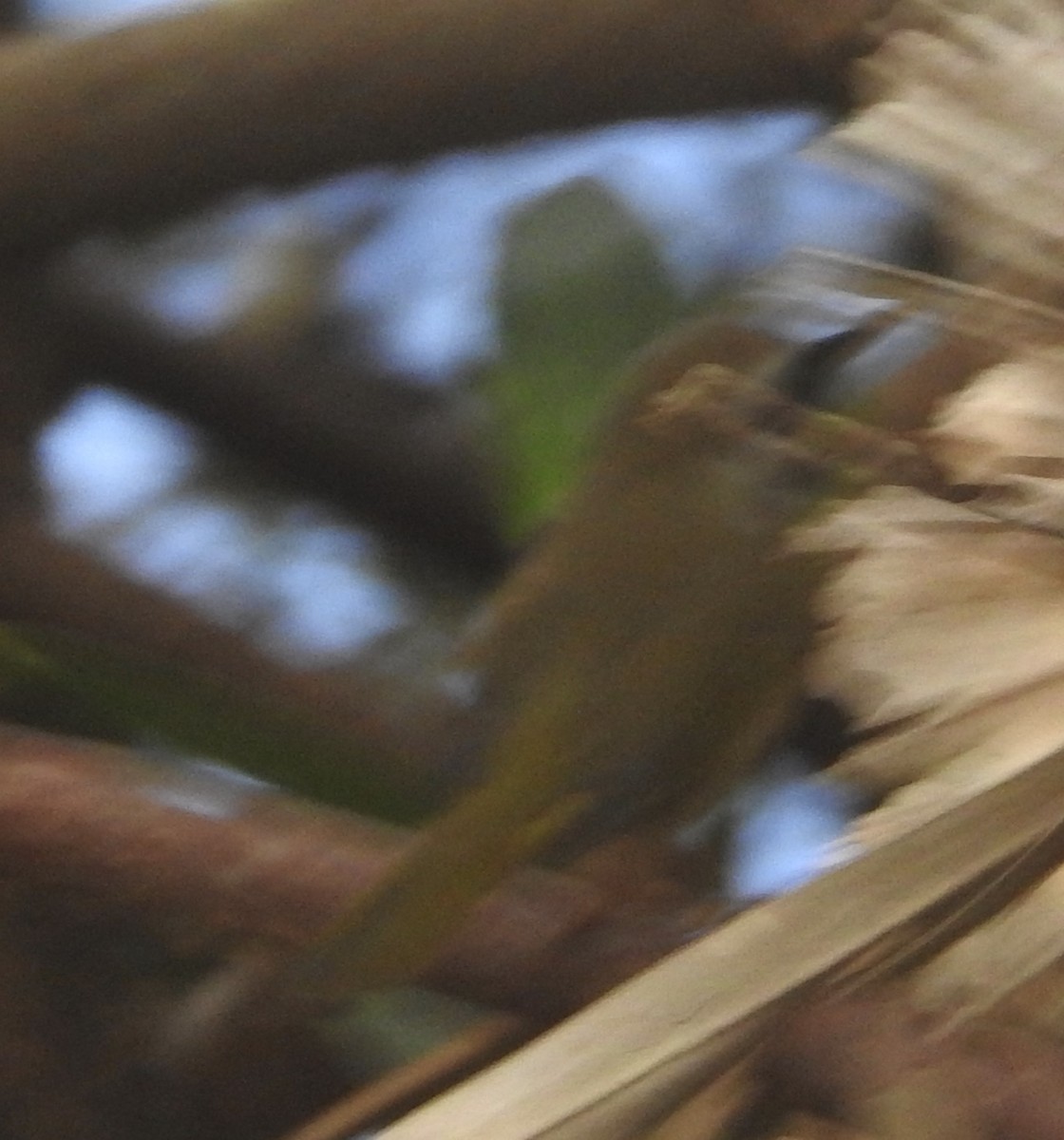 Common Yellowthroat - ML185030971