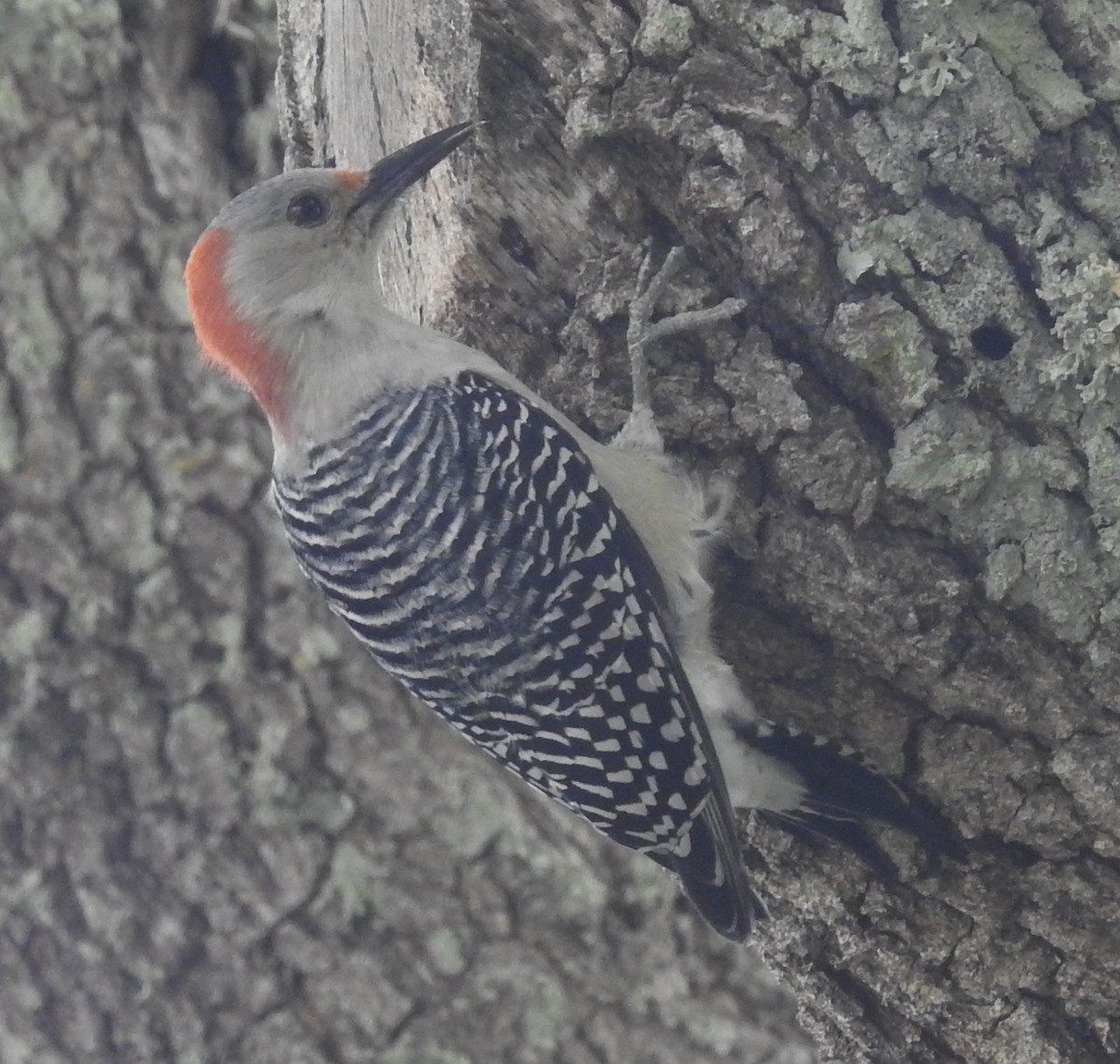 Red-bellied Woodpecker - ML185031321