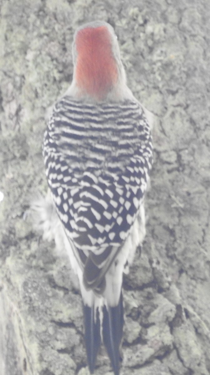 Red-bellied Woodpecker - ML185031331