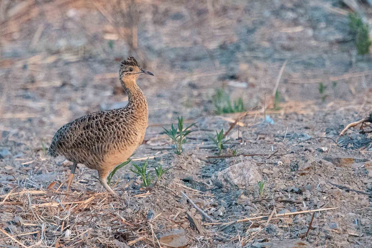 Huayco Tinamou - Alejandro Sandoval
