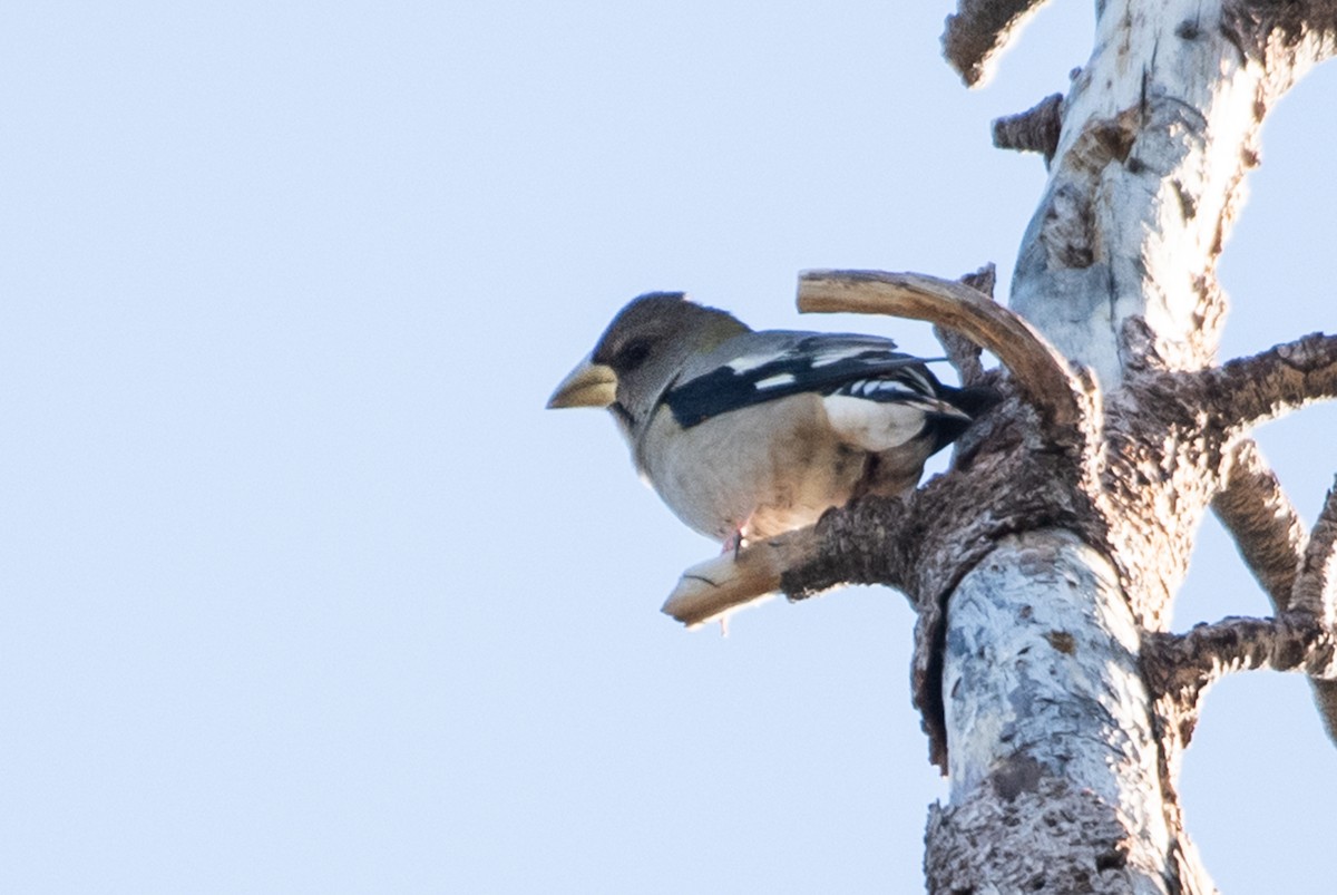 Evening Grosbeak - ML185036171