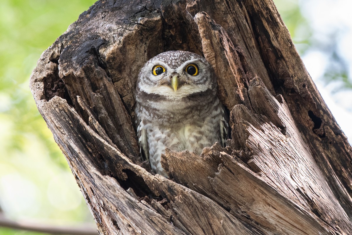 Spotted Owlet - Jerold Tan