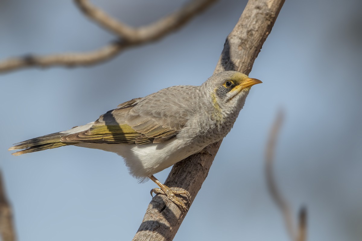 Yellow-throated Miner - ML185038531