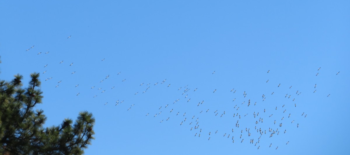 American White Pelican - ML185039201