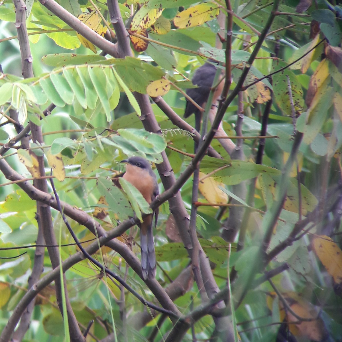 Mangrovekuckuck - ML185040581