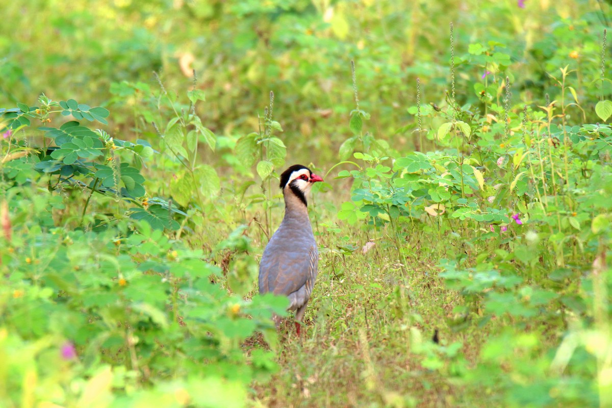 Arabian Partridge - S S Suresh