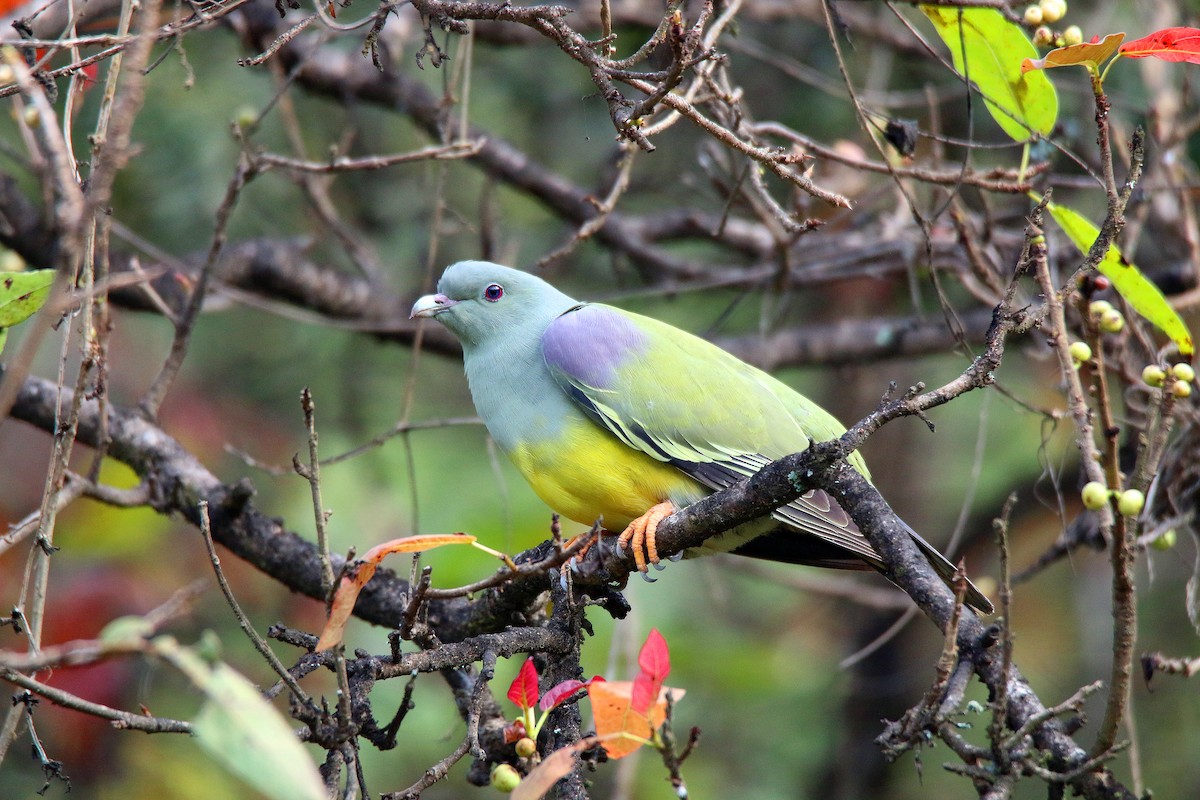 Bruce's Green-Pigeon - ML185041761