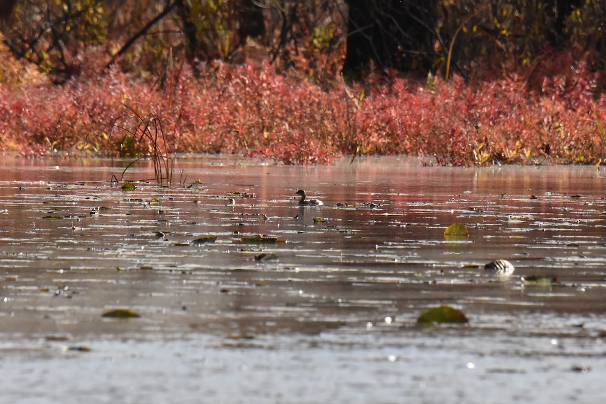 Pied-billed Grebe - ML185042241