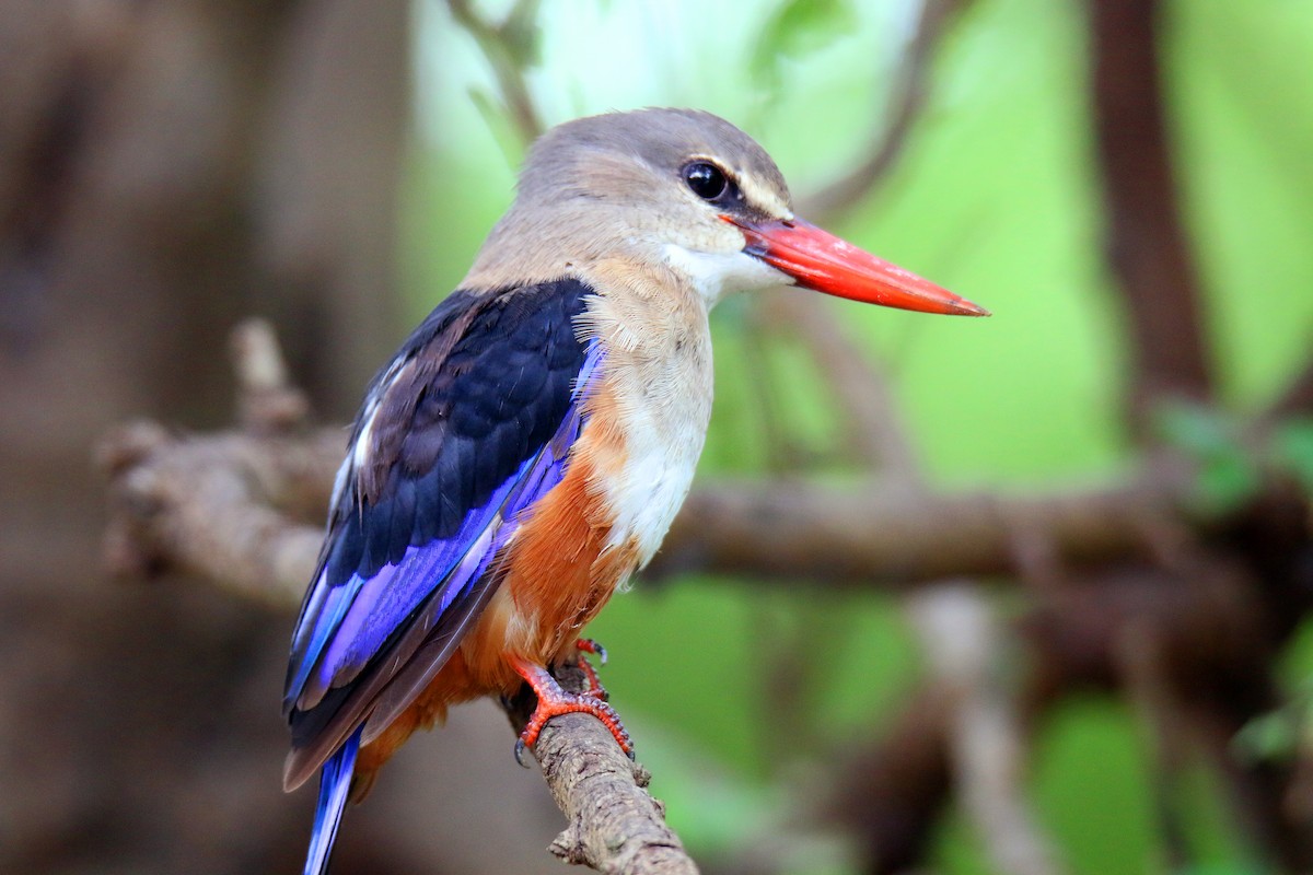 Gray-headed Kingfisher - S S Suresh