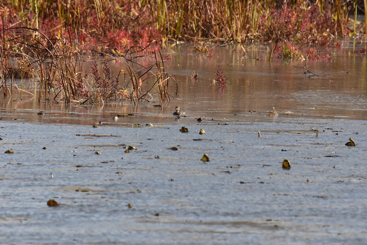 Pied-billed Grebe - ML185042291