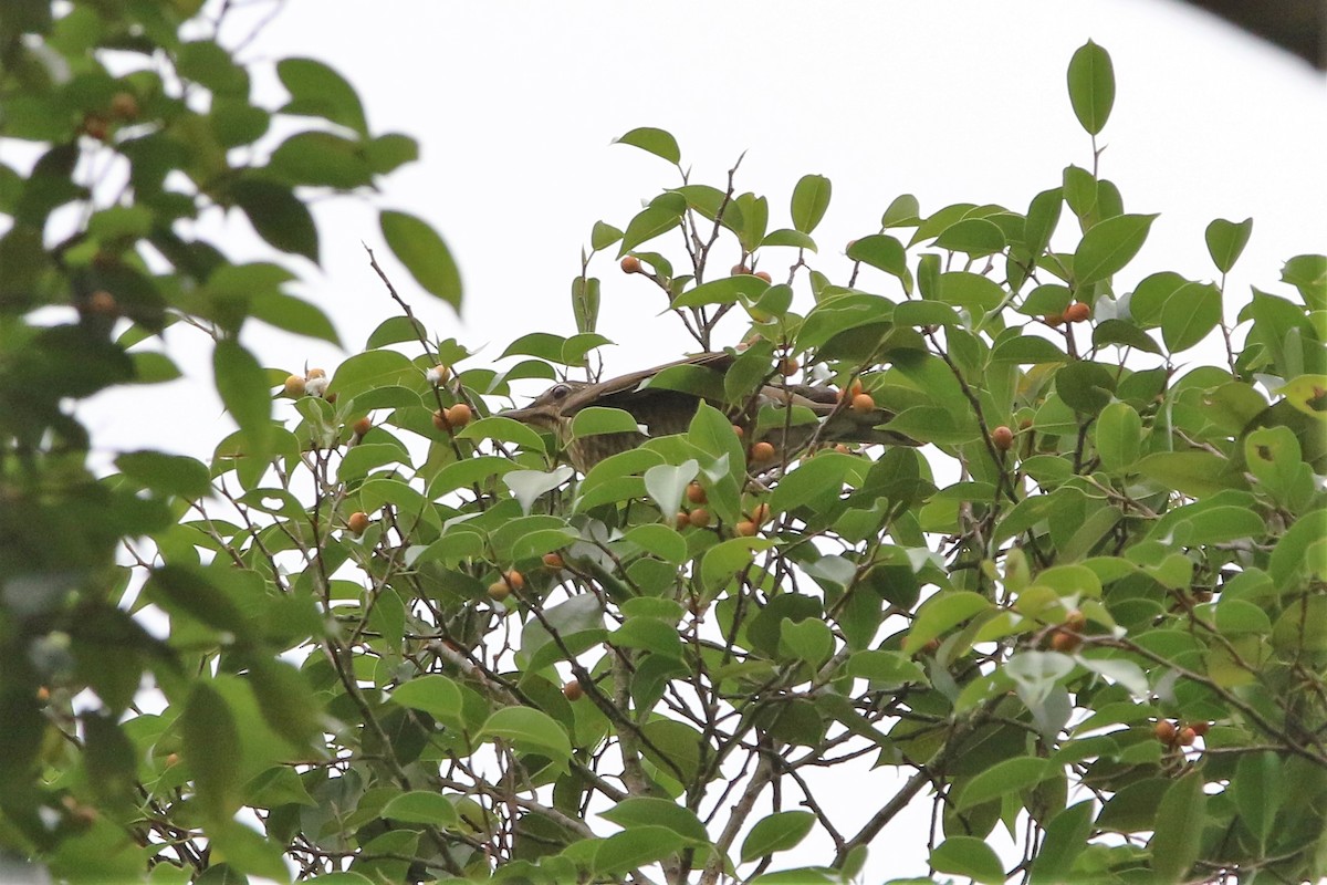 Siberian Thrush - ML185042741