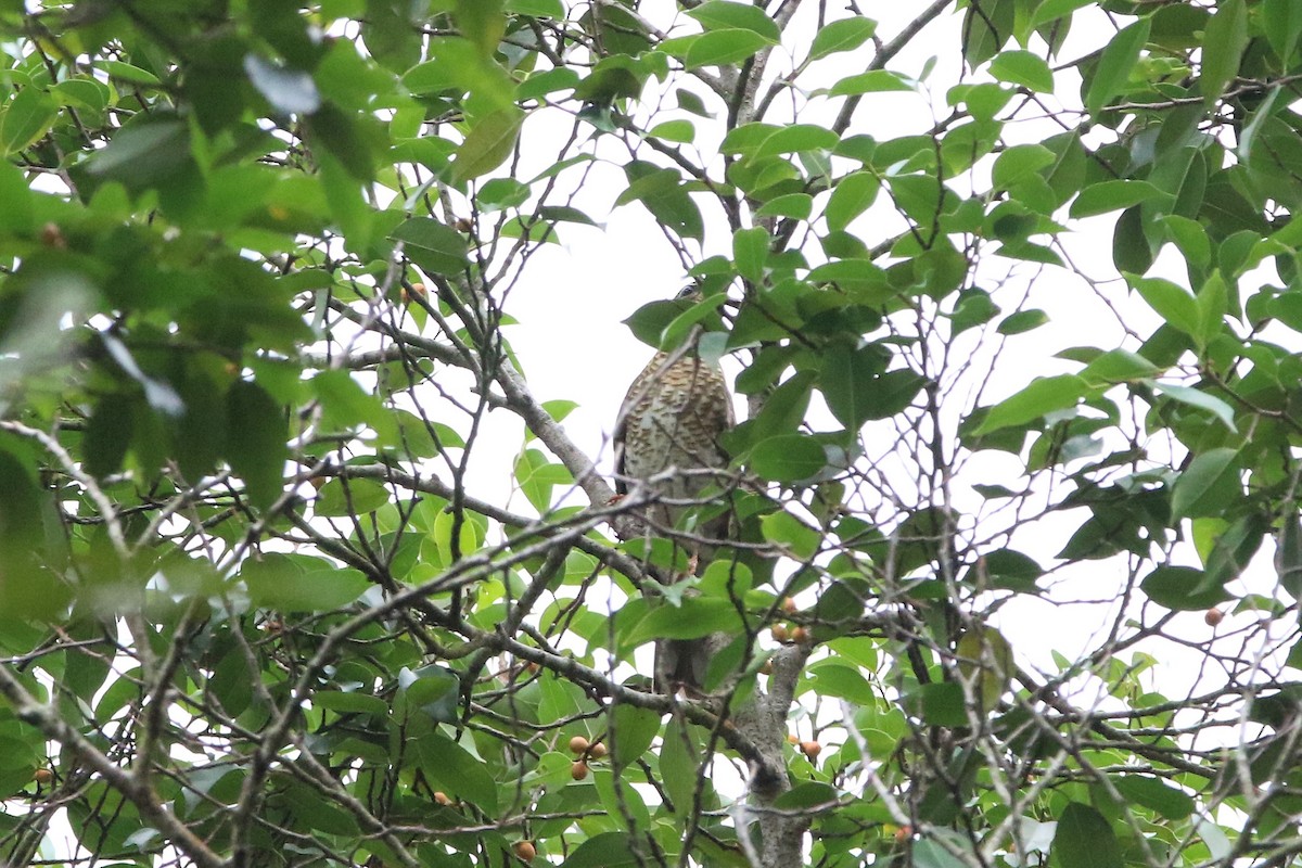 Siberian Thrush - ML185042761